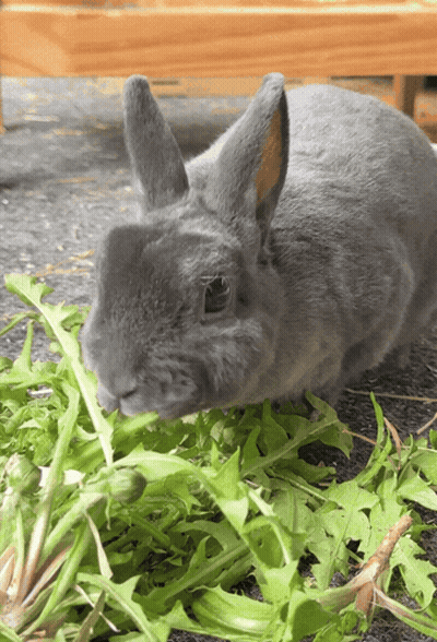 Grey Rabbit Eating Green Leaves GIF