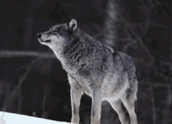 Grey Wolf Howling In The Snow GIF