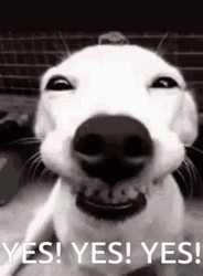 Grinning Dog Yess GIF