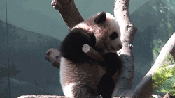 Gripping Panda Bear Climbing GIF