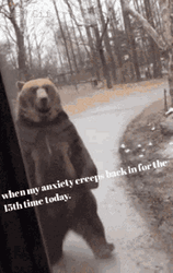  Grizzly Bear Creeping Anxiety GIF