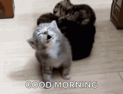Groggy Morning Kitten GIF