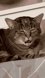 Groggy Tabby Cat GIF