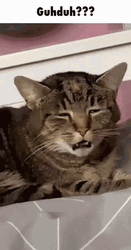 Groggy Tabby Disgust Face GIF