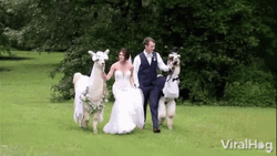 Groom Bride Llamas Wedding