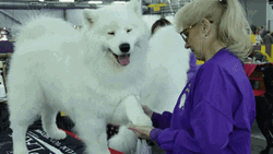 Grooming Samoyed For Show GIF