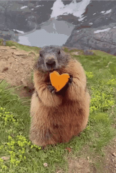 Ground Squirrel Eating Orange GIF