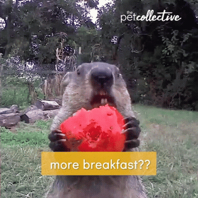 Ground Squirrel Eating Tomato Next To More Breakfast Sign GIF