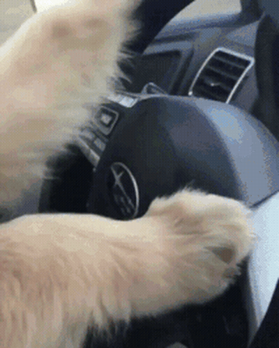 Ground Squirrel Hey Karen No Fire TV Tonight GIF