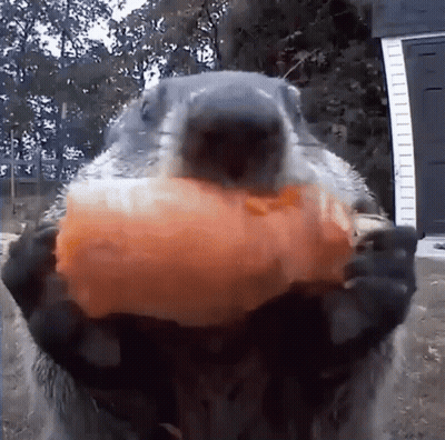 Ground Squirrel Holding Carrot GIF