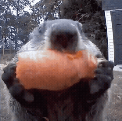 Ground Squirrel Holding Food GIF