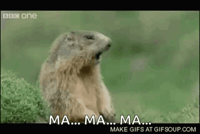 Ground Squirrel In Grass With Open Mouth GIF