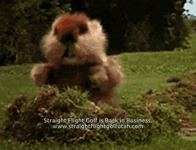 Ground Squirrel On Hind Legs Saying What GIF