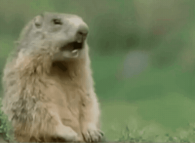Ground Squirrel Saying Whack GIF