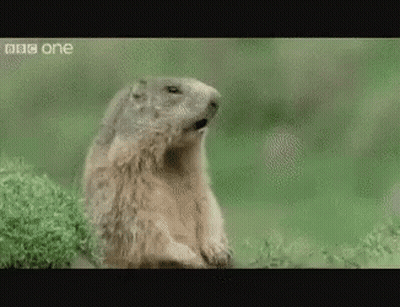 Ground Squirrel Sitting In Grass Looking At Camera GIF