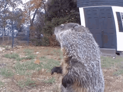 Ground Squirrel Standing By Garage Door GIF