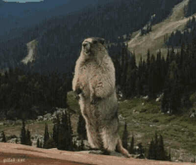 Ground Squirrel Standing In Front Of Mountain GIF