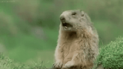Ground Squirrel Standing In Grass With Mouth Open Saying Gm GIF