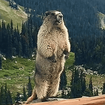 Ground Squirrel Standing On Hind Legs Before Mountain GIF