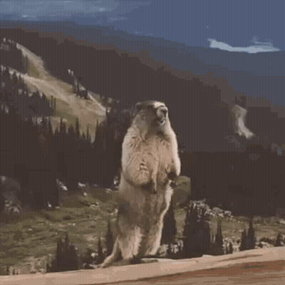 Ground Squirrel Standing On Hind Legs In Front Of Mountain GIF