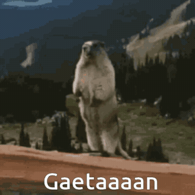 Ground Squirrel Standing On Hind Legs Saying Gaetaaan GIF