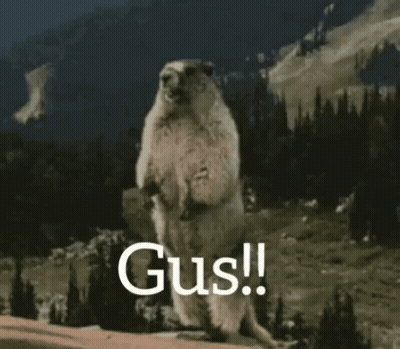 Ground Squirrel Standing On Hind Legs Saying Gus GIF