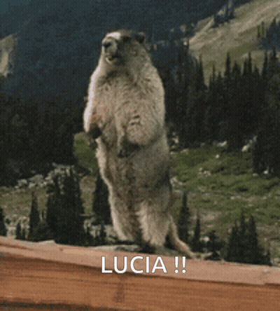 Ground Squirrel Standing On Hind Legs Saying Lucia GIF