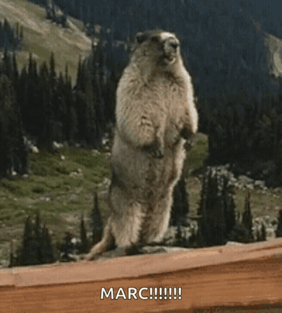 Ground Squirrel Standing On Hind Legs Saying Marc GIF