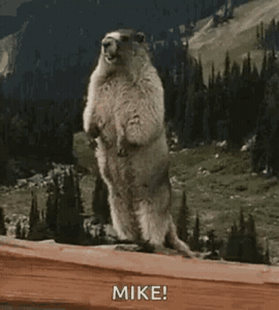 Ground Squirrel Standing On Hind Legs GIF