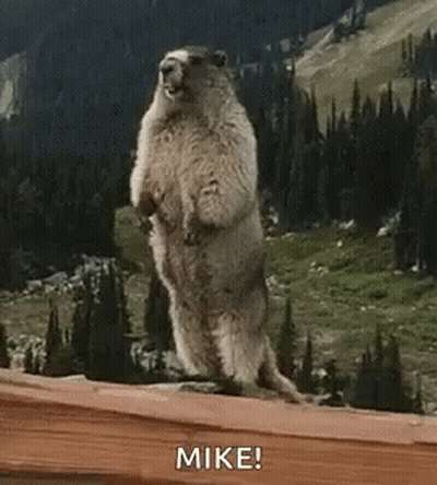 Ground Squirrel Standing On Wooden Ledge GIF