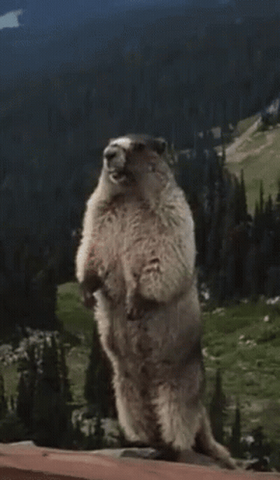 Ground Squirrel Standing Saying Pew GIF