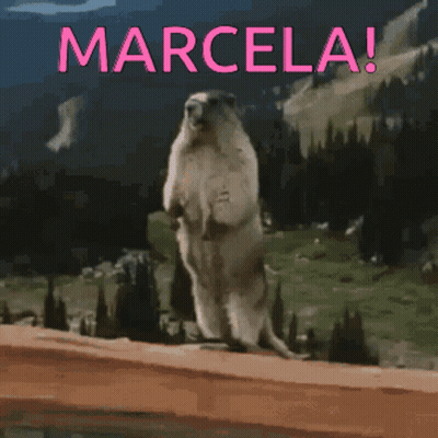 Ground Squirrel Standing With Marcela GIF
