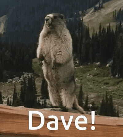 Ground Squirrel Standing With Word Dave GIF