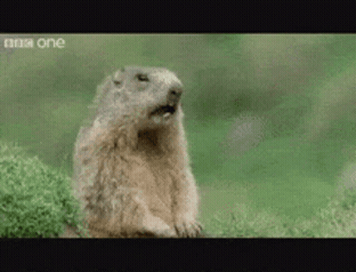 Ground Squirrel Yawning Near BBC Logo GIF