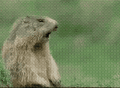 Ground Squirrel Yawning On Green Background Oguz GIF