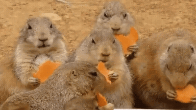 Ground Squirrels Eating Carrots GIF