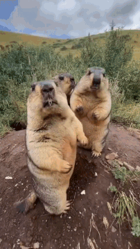 Ground Squirrels On Hind Legs Dirt Hillside GIF