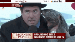 Groundhog Bites Mayors Ear Video GIF