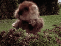 Groundhog Caddyshack Gopher GIF