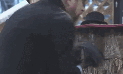 Groundhog Celebration GIF