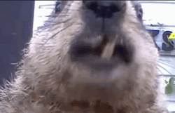 Groundhog Chewing Close Up GIF