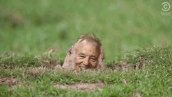 Groundhog Day Bill Murray Groundhog Face GIF