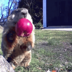 Groundhog Day Chomping Apple GIF