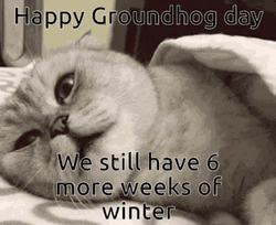 Groundhog Day Disappointed Cat Turning Back GIF