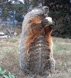 Groundhog Day Groundhog Eating Looking Around GIF