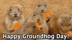 Groundhog Day Groundhogs Eating Carrots GIF