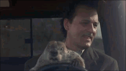 Groundhog Day Letting The Groundhog Drive GIF