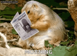 Groundhog Day Morning Newspaper Reading GIF
