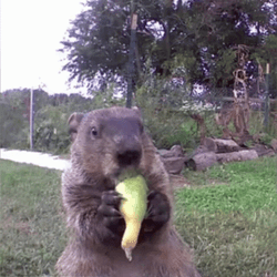 Groundhog Day Munching Veggies  GIF