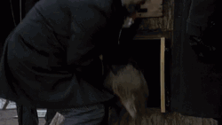 Groundhog Day Old Fashioned Celebration  GIF